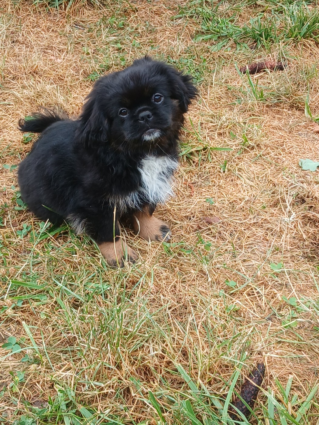De La Légende De Chadia - Chiots disponibles - Epagneul tibetain