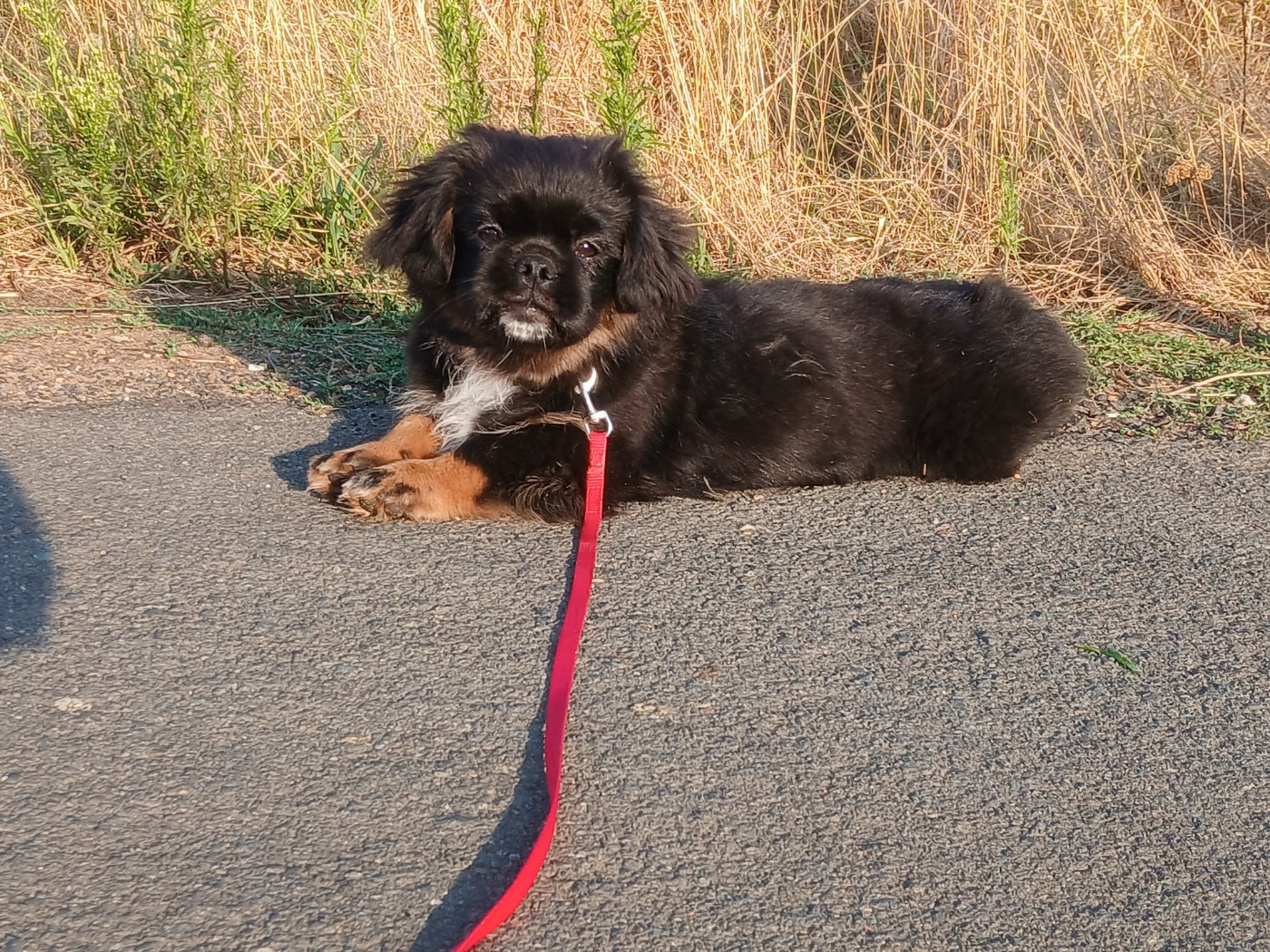 De La Légende De Chadia - Chiots disponibles - Epagneul tibetain