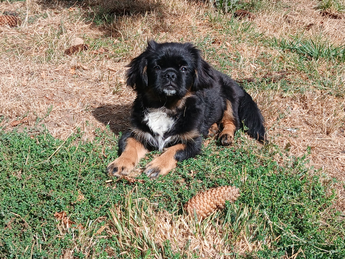 De La Légende De Chadia - Chiots disponibles - Epagneul tibetain