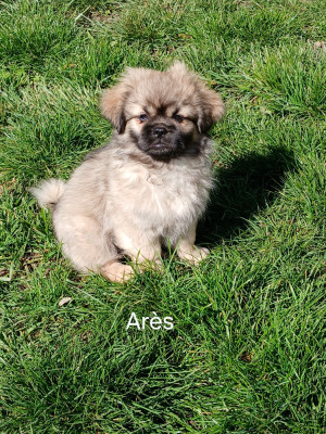 ARES cordon jaune